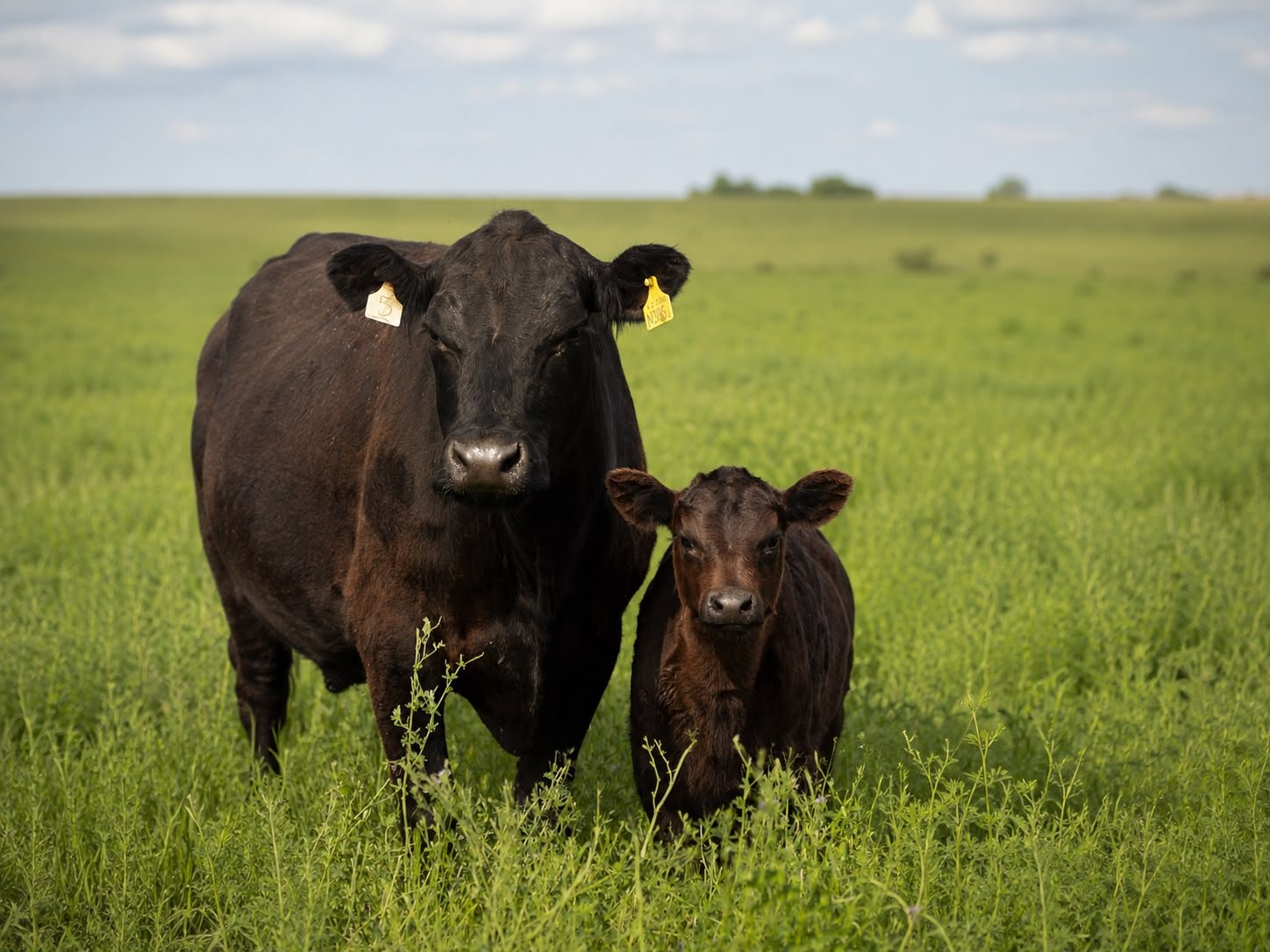Black cow in a Western Australian paddock