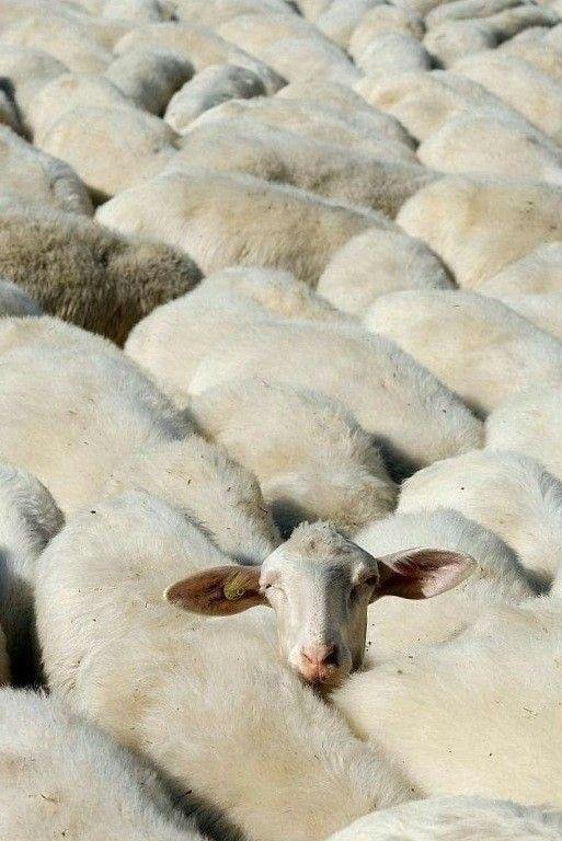 Sheep in the Avon Valley Beef yards